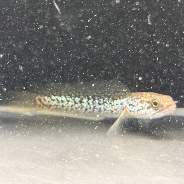 画像4: スターダストダイヤモンドコウタイ(7cm±) (4)