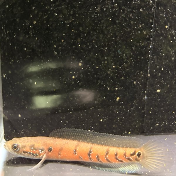 画像2: コウタイ スーパーレッド(13cm±) (2)