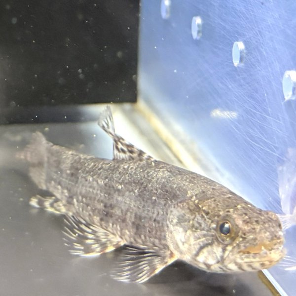 画像2: ホプリアスSP.タバジョス(12cm±)WILD (2)