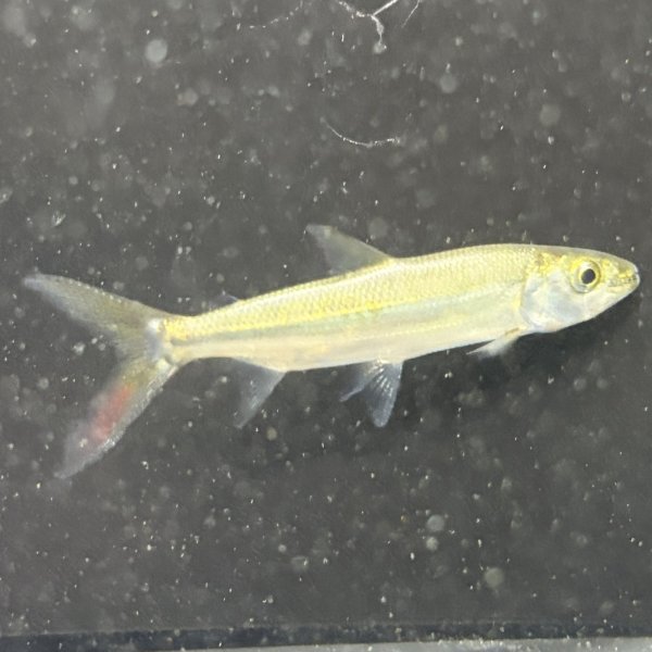 画像2: ゴライアス タイガーフィッシュ(8cm±)WILDコンゴ (2)