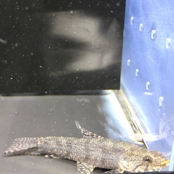 画像3: ホプリアスSP.タバジョス(12cm±)WILD (3)