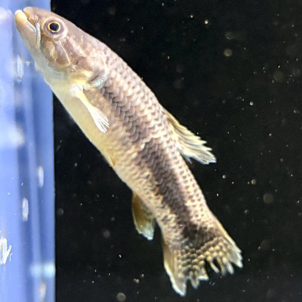 画像3: オレンジフィンキリーホーリー(7cm±)WILD (3)