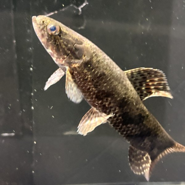 画像1: ホプリアスSP.タバジョス(15cm±)WILD (1)