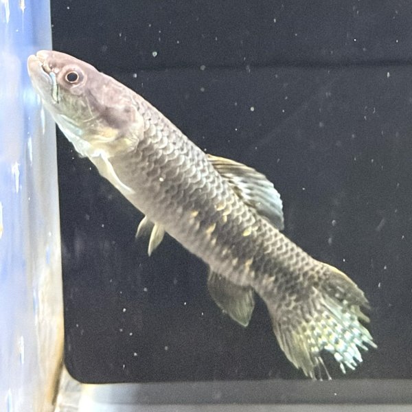 画像1: オレンジフィンキリーホーリー(7cm±)WILD (1)