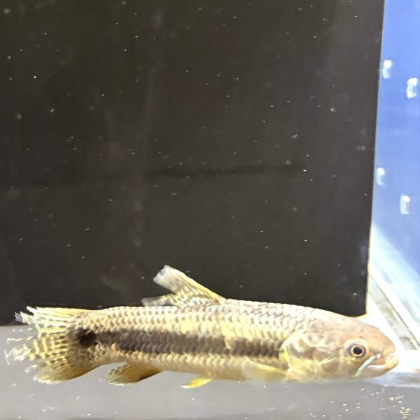 画像1: オレンジフィンキリーホーリー(7cm±)WILD (1)