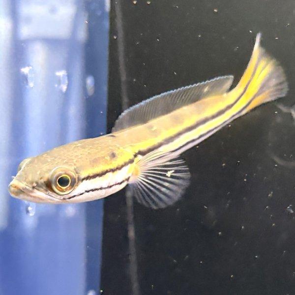 画像2: チャンナ ディプログラマ(10cm±)WILDインド (2)