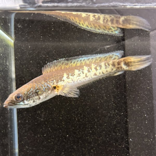 画像1: バイオレットスネークヘッド(11cm±)WILD 訳アリ (1)