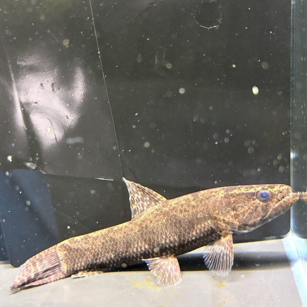 画像1: ホプリアスSP.タバジョス(16cm±)WILD (1)