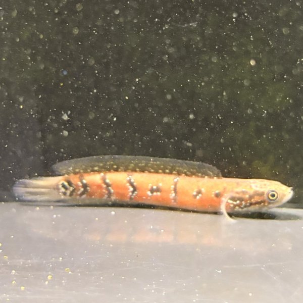 画像1: コウタイ スーパーレッド(13cm±) (1)