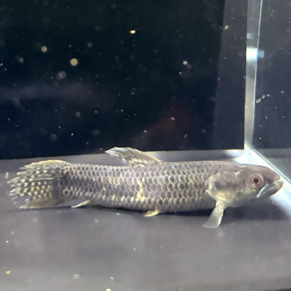 画像2: オレンジフィンキリーホーリー(7cm±)WILD (2)