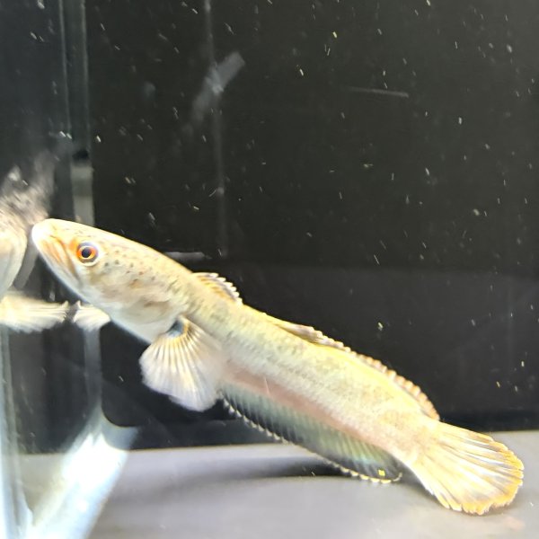 画像1: バーミーズレッドフィン スネークヘッド(10cm±)WILD (1)