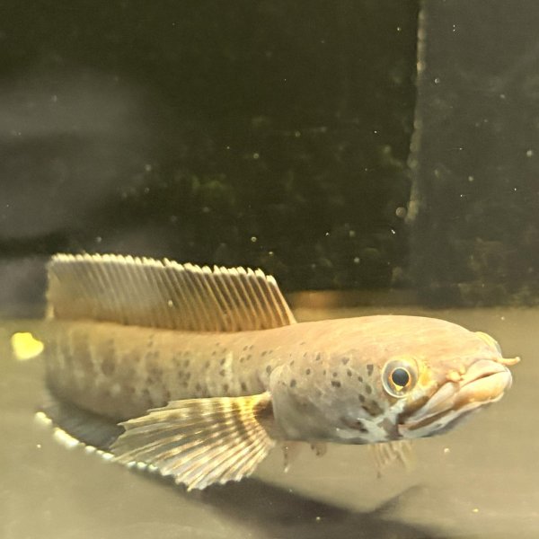 画像3: チャンナ パルダリス(14cm±)WILD (3)