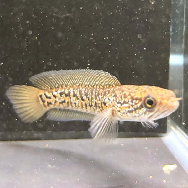 画像2: スターダストダイヤモンドコウタイ(7cm±) (2)