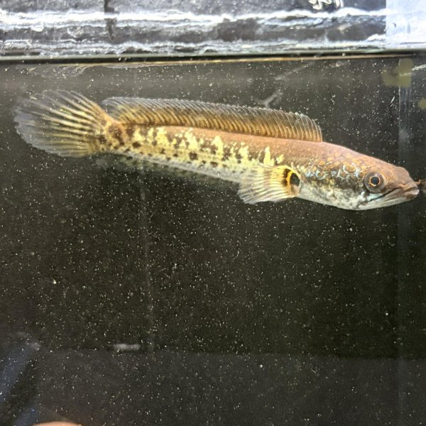 画像3: バイオレットスネークヘッド(11cm±)WILD 訳アリ (3)