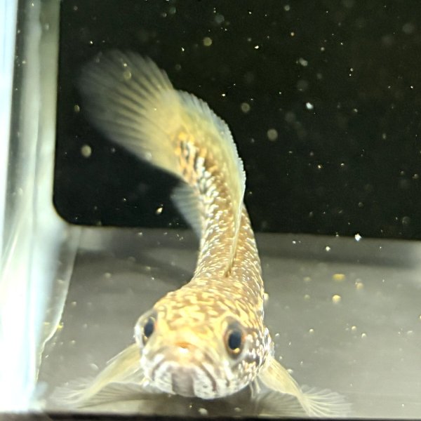 画像3: スターダストダイヤモンドコウタイ(7cm±) (3)