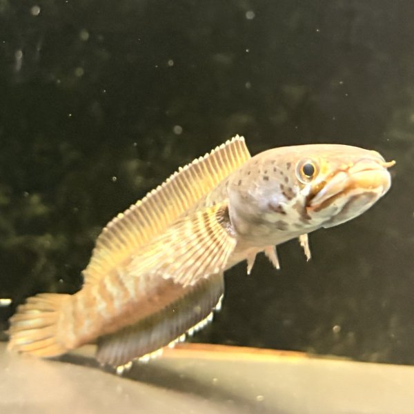 画像2: チャンナ パルダリス(14cm±)WILD (2)