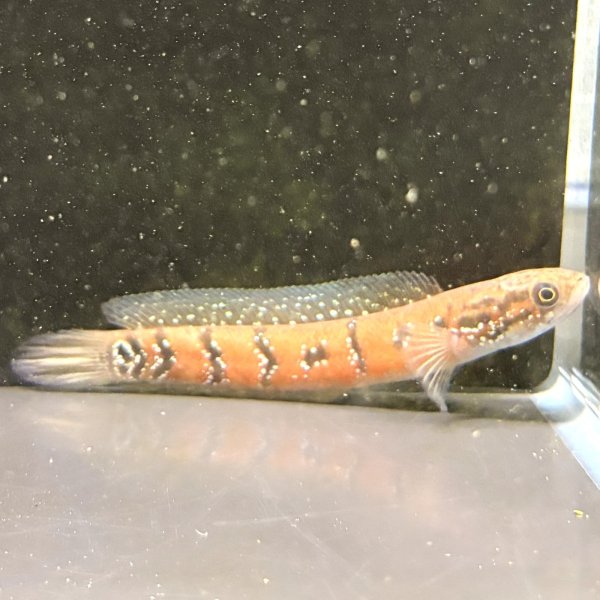 画像2: コウタイ スーパーレッド(13cm±) (2)