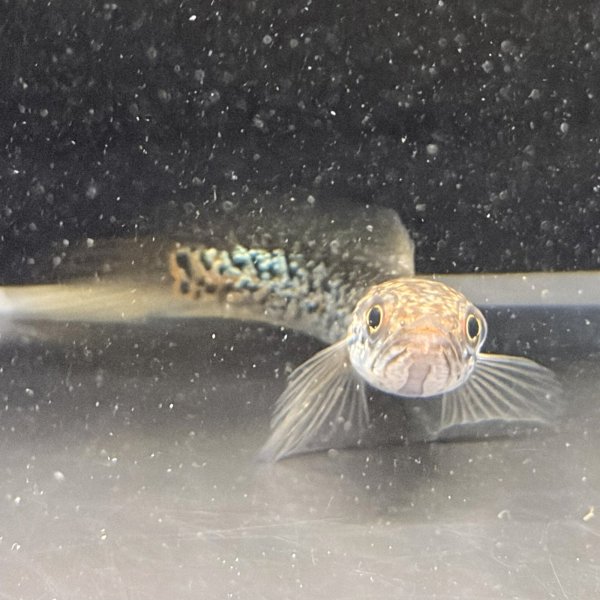 画像3: スターダストダイヤモンドコウタイ(7cm±) (3)