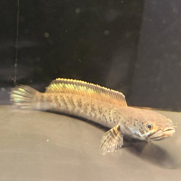 画像1: チャンナ パルダリス(14cm±)WILD (1)