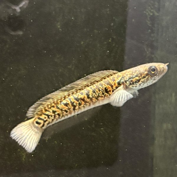 画像3: スターダストダイヤモンドコウタイ(7cm±) (3)