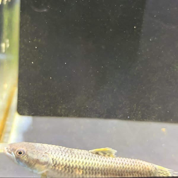 画像3: オレンジフィンキリーホーリー(7cm±)WILD (3)