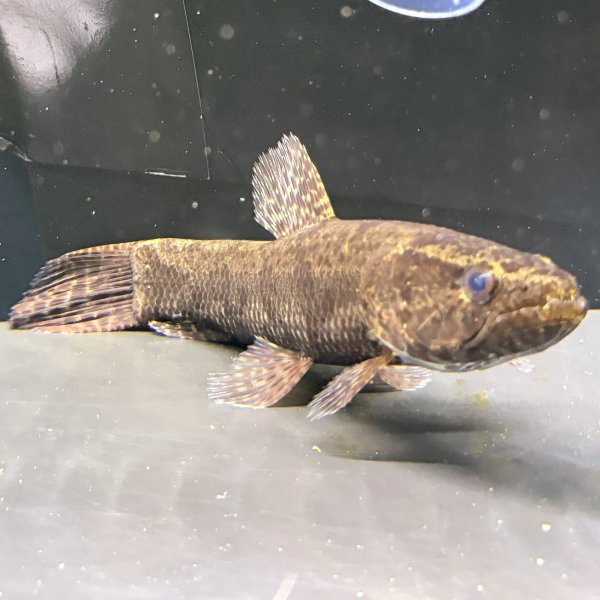 画像2: ホプリアスSP.タバジョス(16cm±)WILD (2)