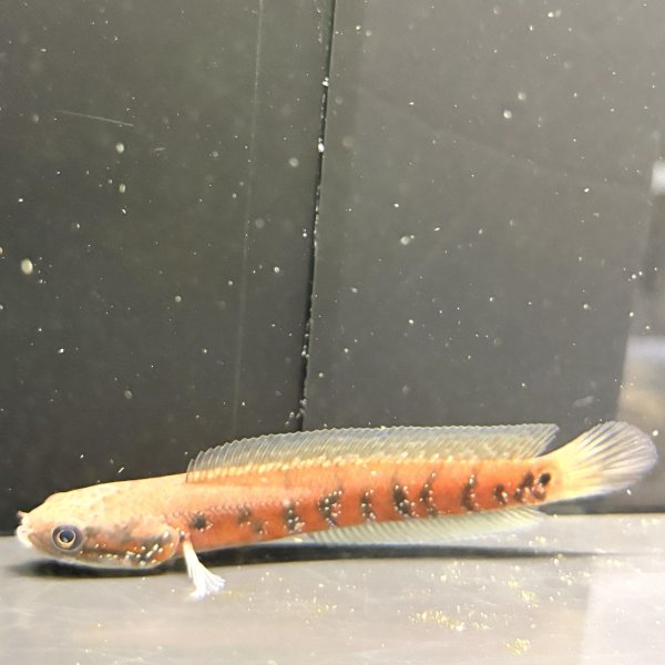 画像3: コウタイ スーパーレッド(13cm±) (3)