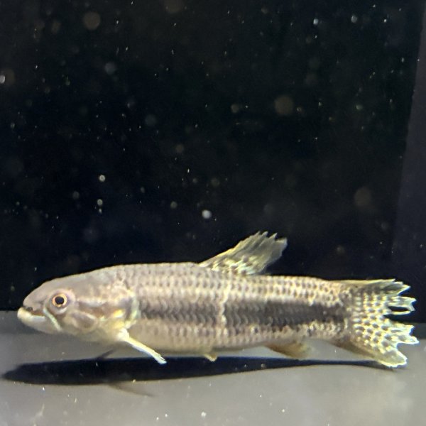 画像2: オレンジフィンキリーホーリー(7cm±)WILD (2)