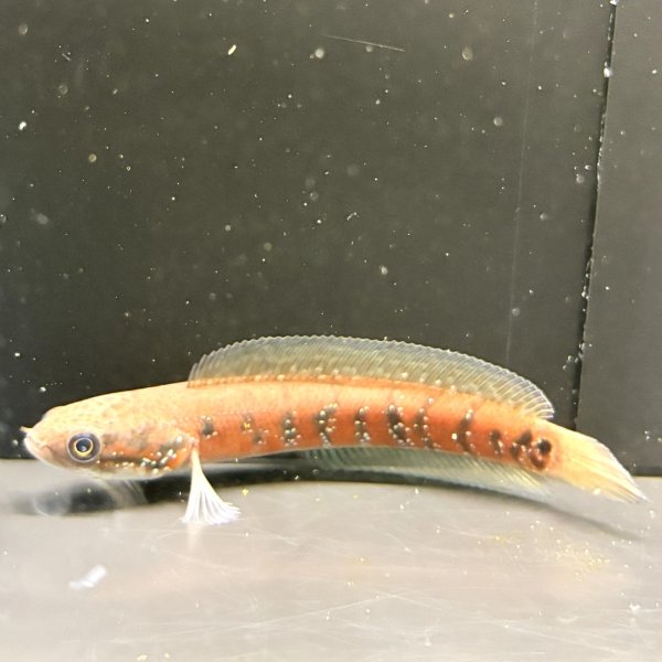 画像2: コウタイ スーパーレッド(13cm±) (2)