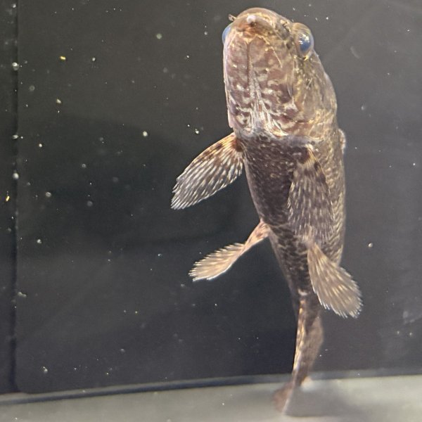 画像4: ホプリアスSP.タバジョス(15cm±)WILD (4)