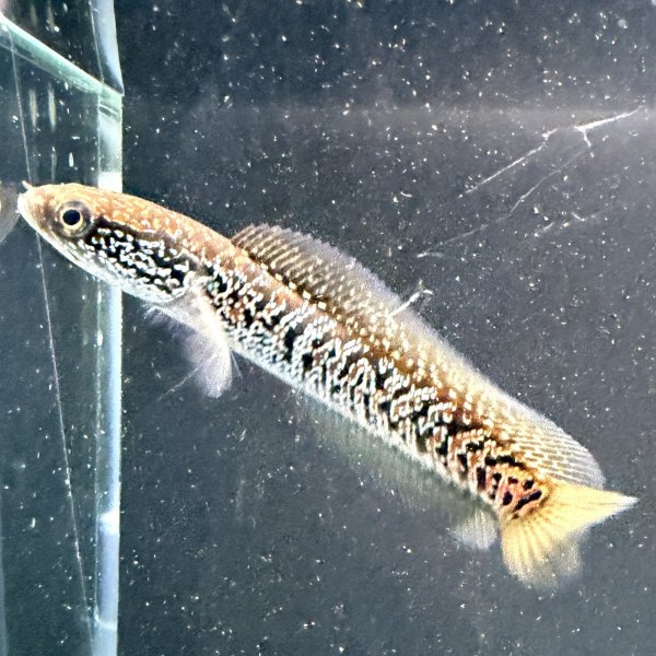 画像1: スターダストダイヤモンドコウタイ(7cm±) (1)