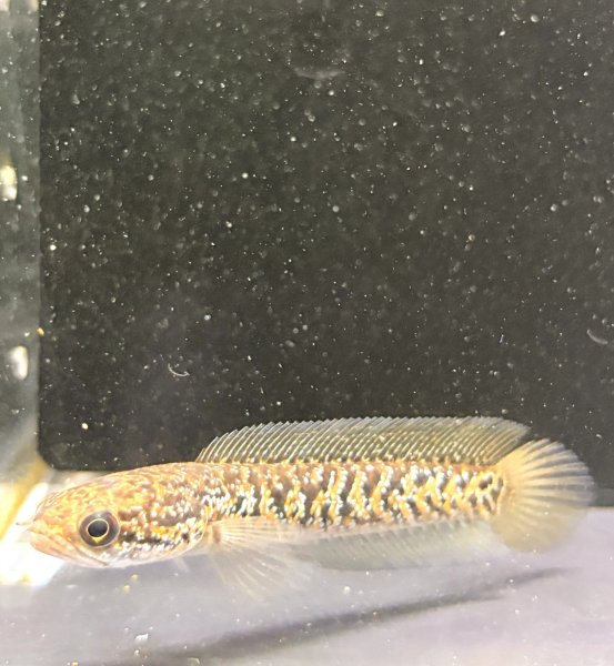 画像1: スターダストダイヤモンドコウタイ(7cm±) (1)