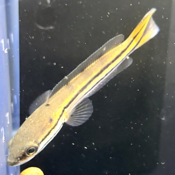 画像3: チャンナ ディプログラマ(10cm±)WILDインド (3)