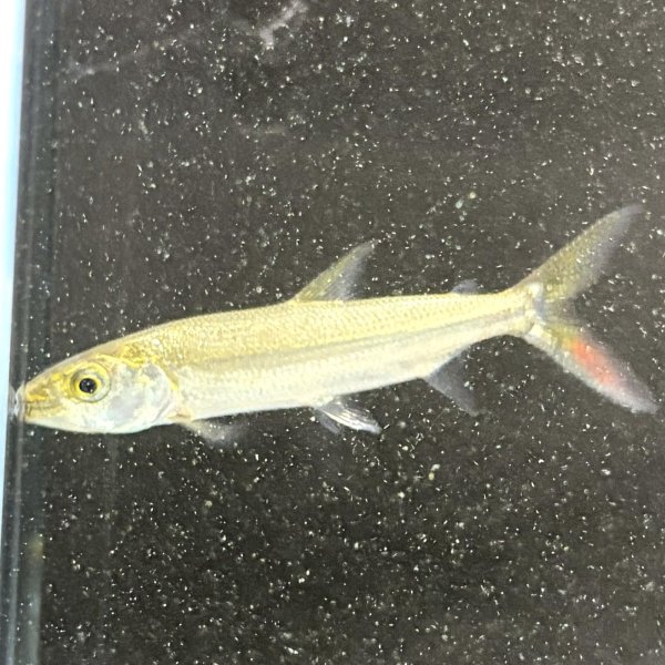 画像1: ゴライアス タイガーフィッシュ(8cm±)WILDコンゴ (1)