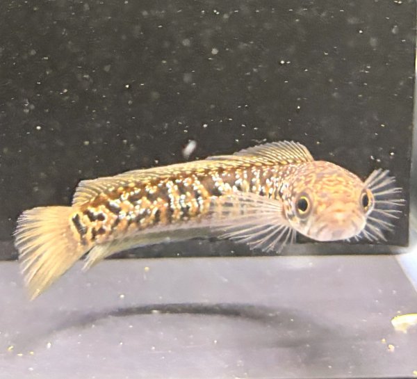 画像3: スターダストダイヤモンドコウタイ(7cm±) (3)