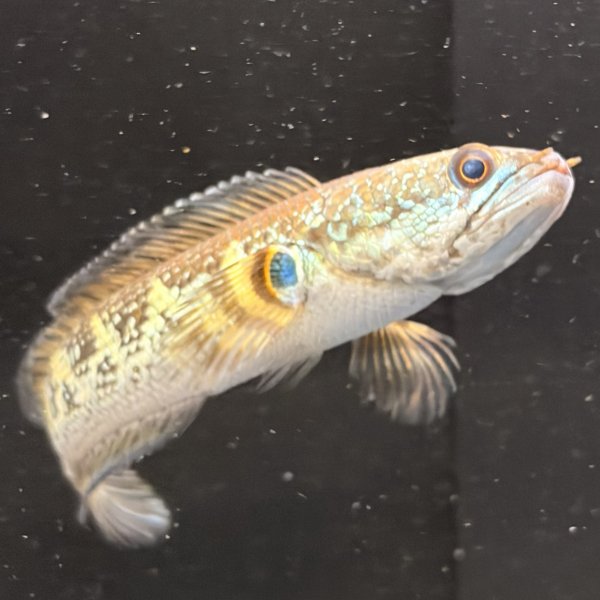 画像1: バイオレットスネークヘッド(11cm±)WILD (1)