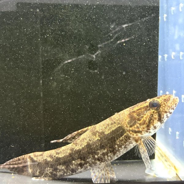 画像1: ホプリアスSP.タバジョス(12cm±)WILD (1)