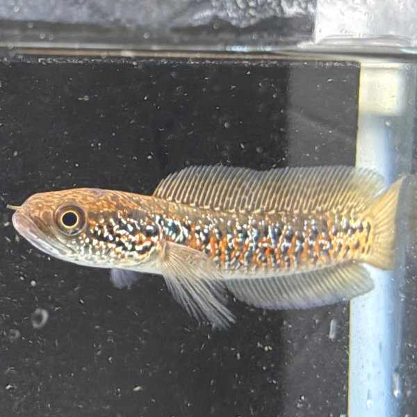 画像3: スターダストダイヤモンドコウタイ(7cm±) (3)