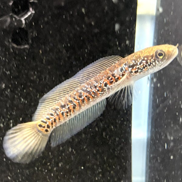 画像4: スターダストダイヤモンドコウタイ(7cm±) (4)