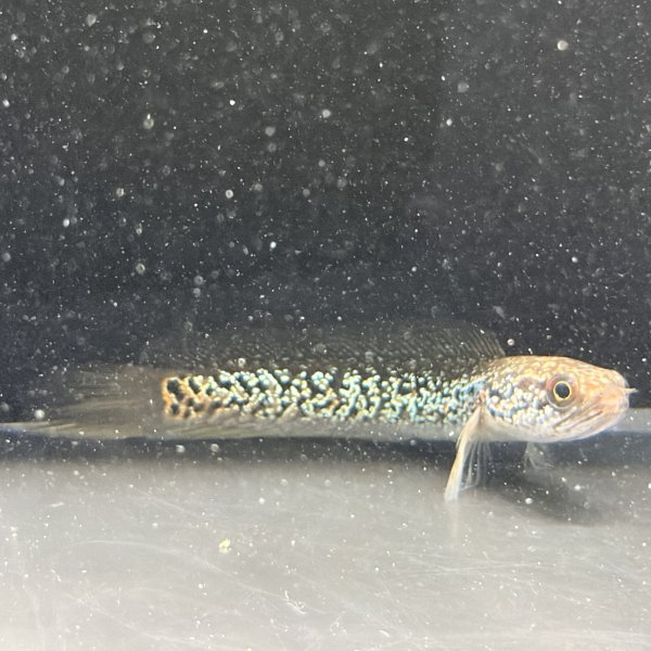 画像2: スターダストダイヤモンドコウタイ(7cm±) (2)