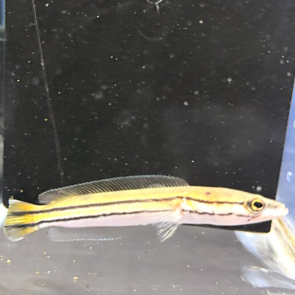 画像2: チャンナ ディプログラマ(10cm±)WILDインド (2)