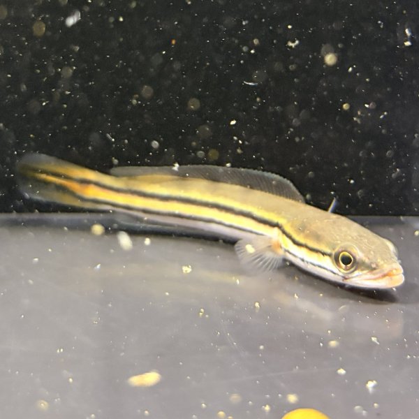 画像1: チャンナ ディプログラマ(10cm±)WILDインド (1)