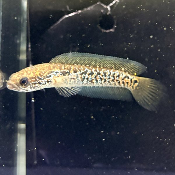 画像1: スターダストダイヤモンドコウタイ(7cm±) (1)