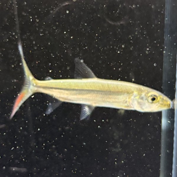 画像1: ゴライアス タイガーフィッシュ(8cm±)WILDコンゴ (1)