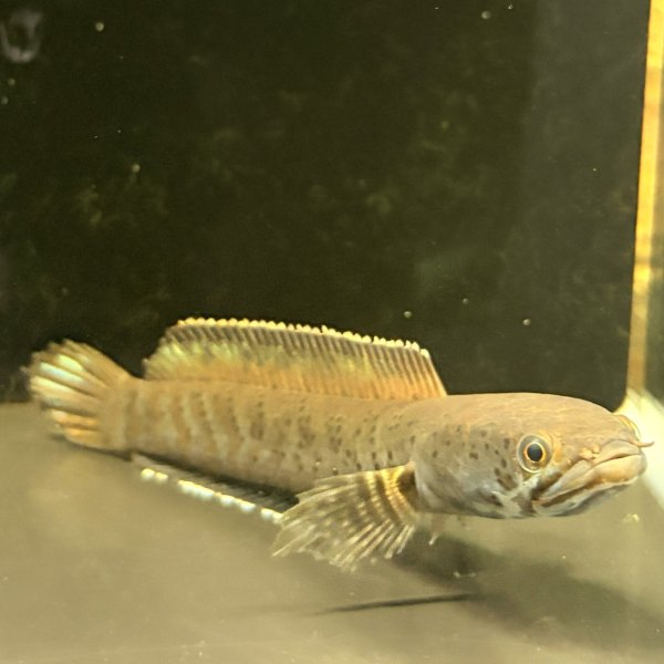 画像4: チャンナ パルダリス(14cm±)WILD (4)