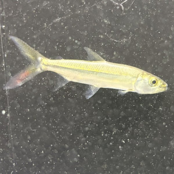 画像3: ゴライアス タイガーフィッシュ(8cm±)WILDコンゴ (3)