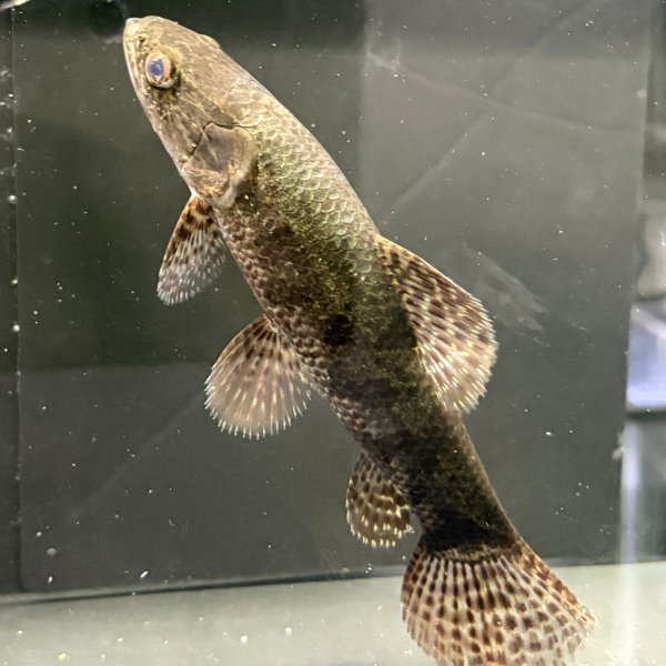 画像3: ホプリアスSP.タバジョス(15cm±)WILD (3)