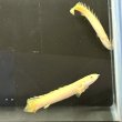 画像1: ポリプテルス プラチナセネガル ブリード(9cm±) (1)