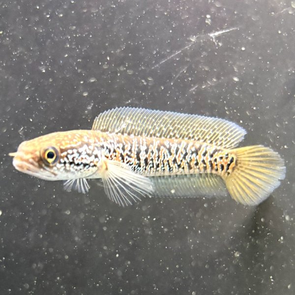 画像2: スターダストダイヤモンドコウタイ(7cm±) (2)