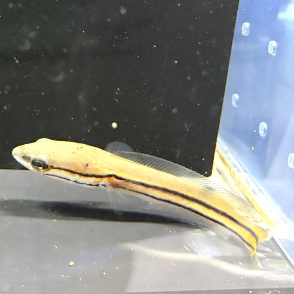 画像1: チャンナ ディプログラマ(10cm±)WILDインド (1)